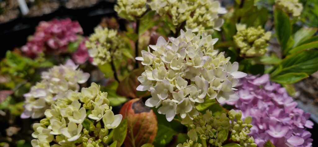 Hydrangea Nigra