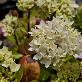 Hydrangea Nigra
