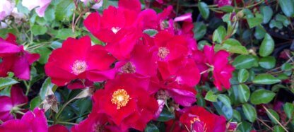 Rosa flower carpet 'Wine Red'