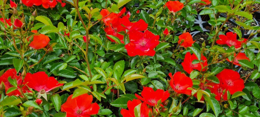 Rosa flower carpet 'Orange'