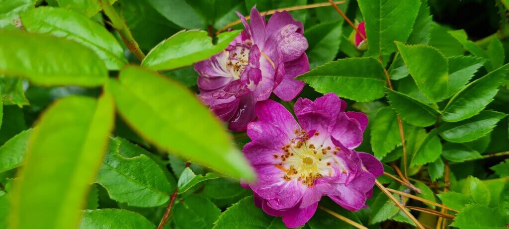 Rosa Veilchenblau