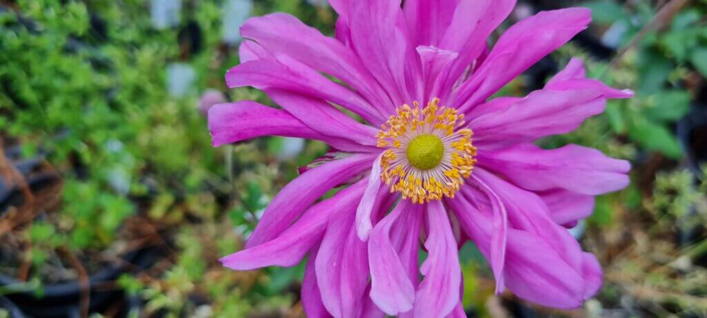 Anemone Hot Pink