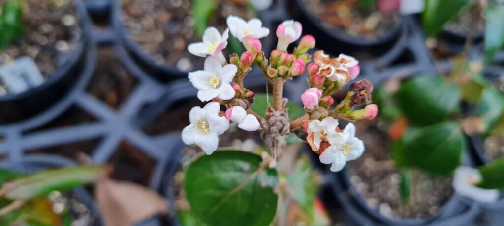 Viburnum Burkwoodii