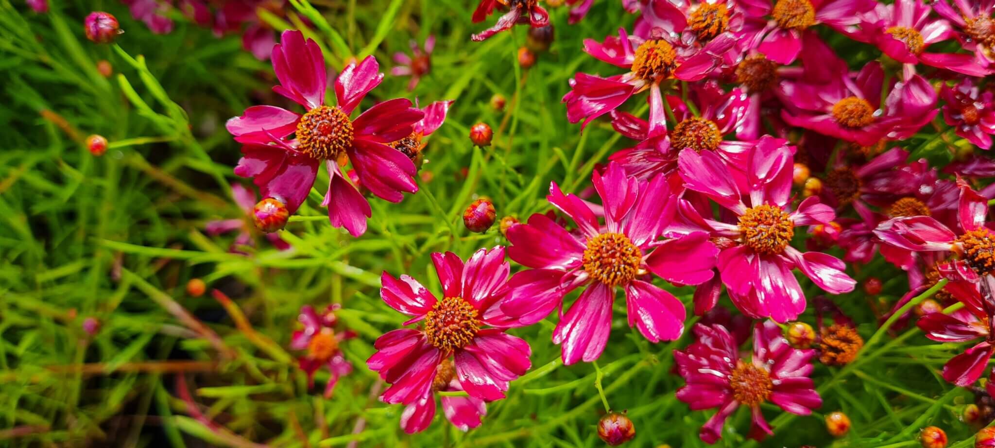 Coreopsis 'Strawberry Punch' Maryflower