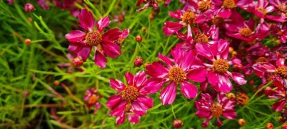 Coreopsis Strawberry Punch