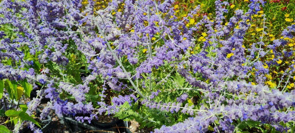 Perovskia 'Blue Spires' (2)