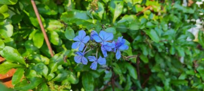 Plumbago 'Royal Cape'