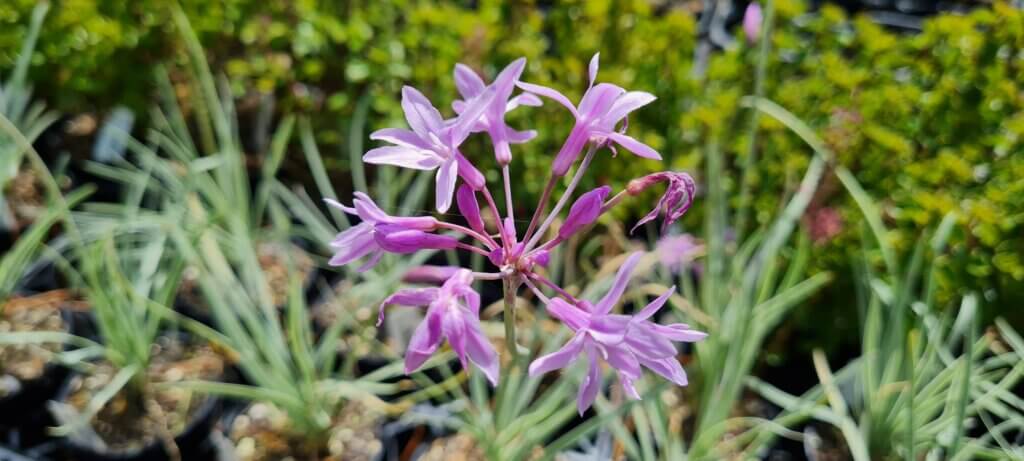 Tulbaghia Tricolour
