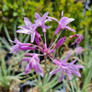 Tulbaghia Tricolour