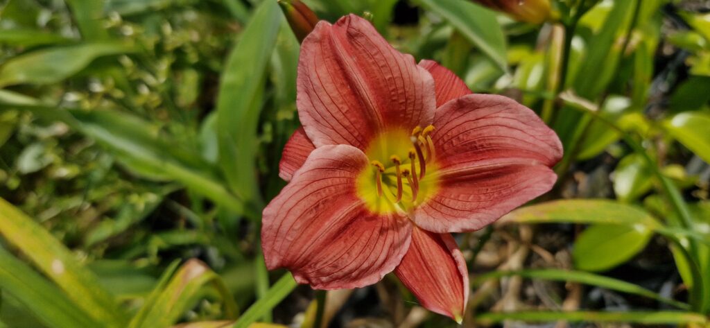 Hemerocallis 'Crimson Icon'