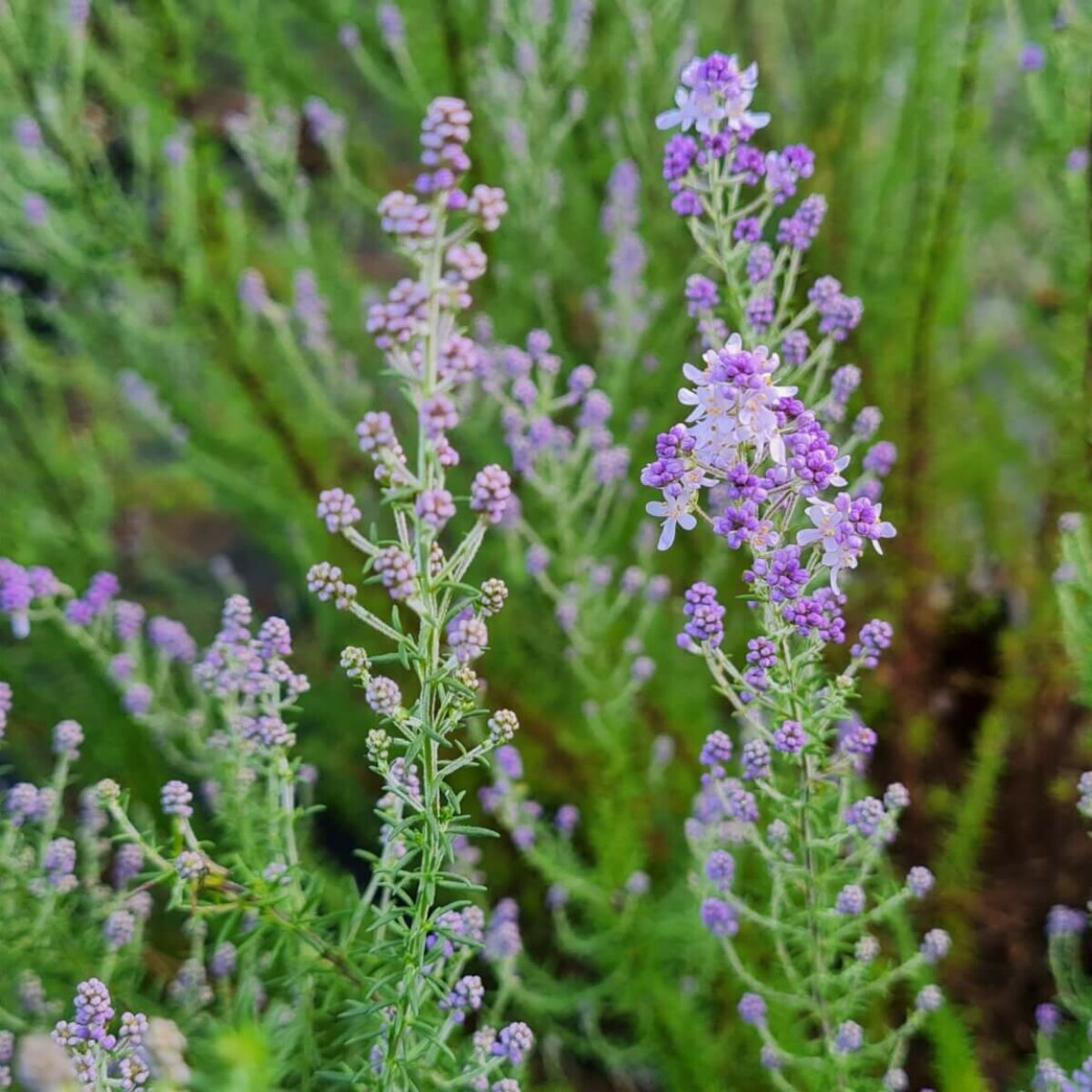 Selago How to plant a bank | Maryflower