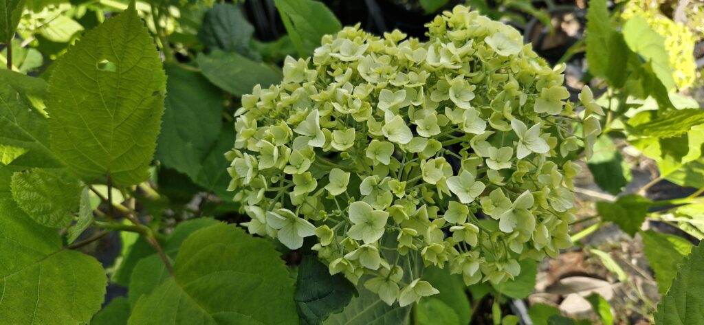 Hydrangea Annabelle