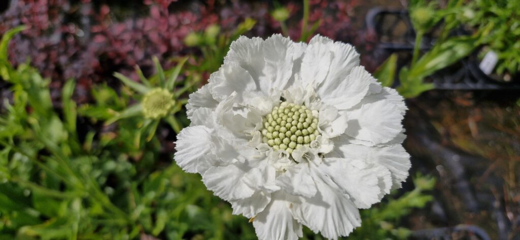Scabiosa Fama White