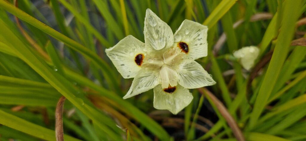 Dietes Bicolor