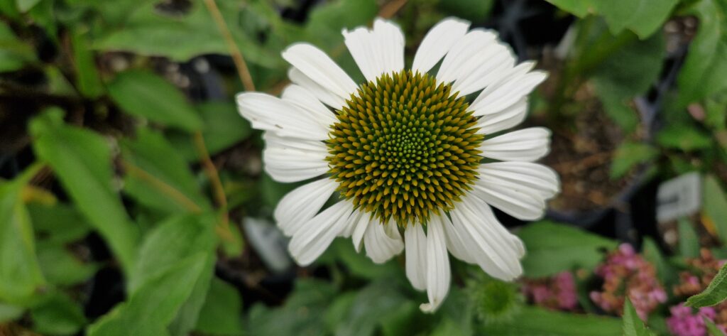 Echinacea Happy stars 1