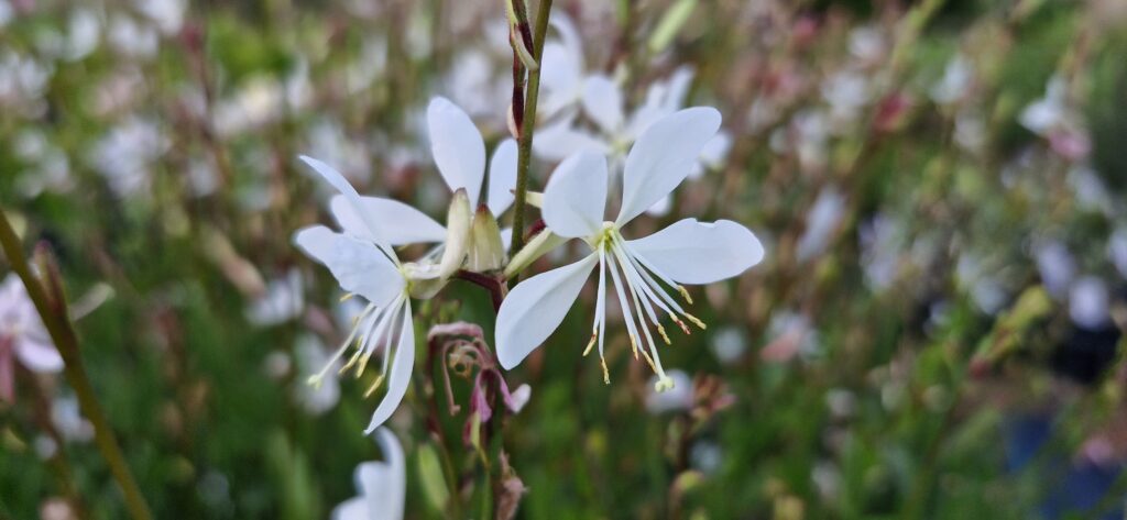 Gaura Sparkle WHite