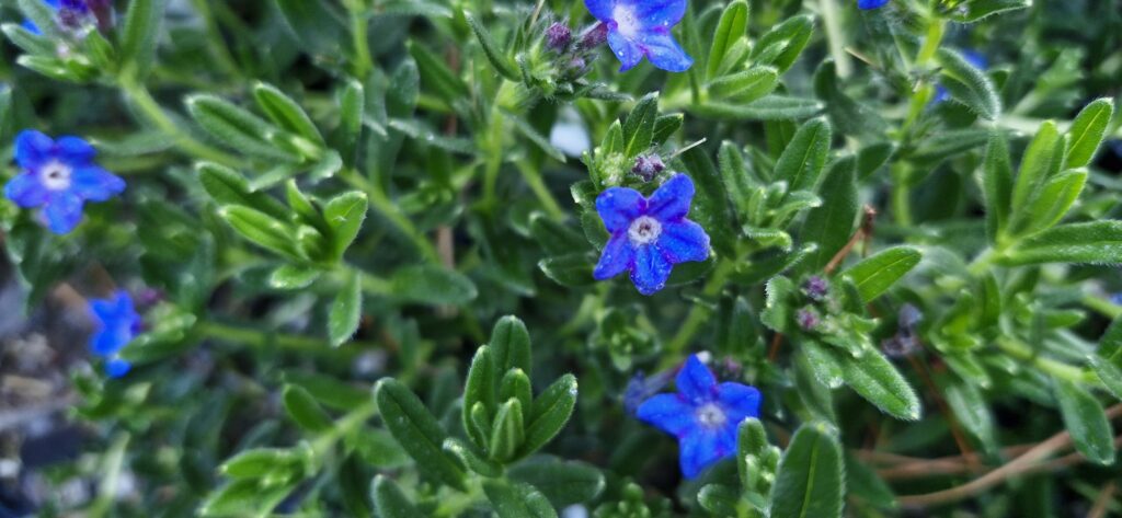 Lithodora Grace Ward