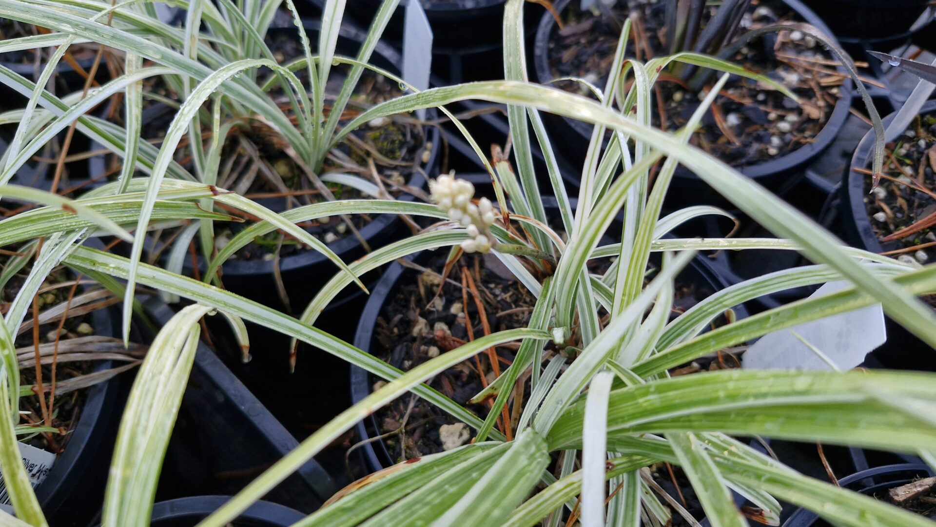 Ophiopogon Silver Mist