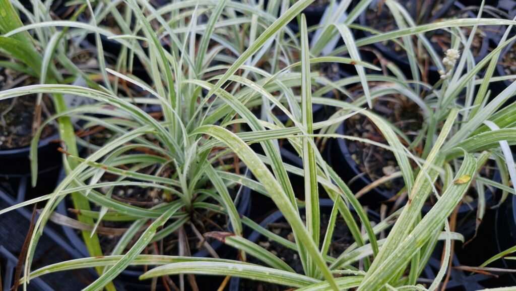 Ophiopogon Silver Mist