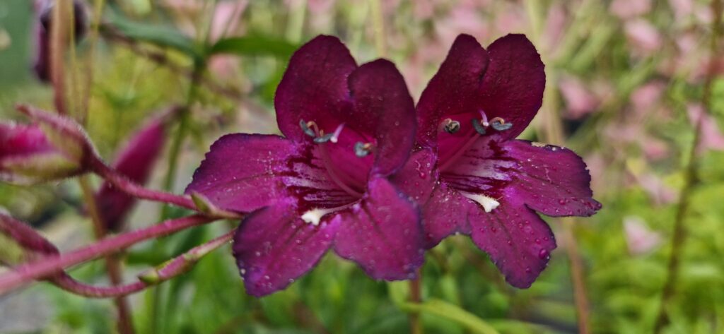 Penstemon Black Bird