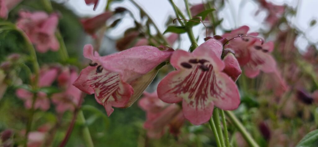 Penstemon Hidcote Pink