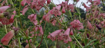 Penstemon Hidcote Pink