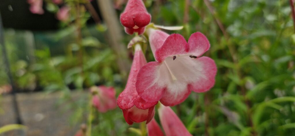 Penstemon Susan