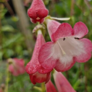Penstemon Susan