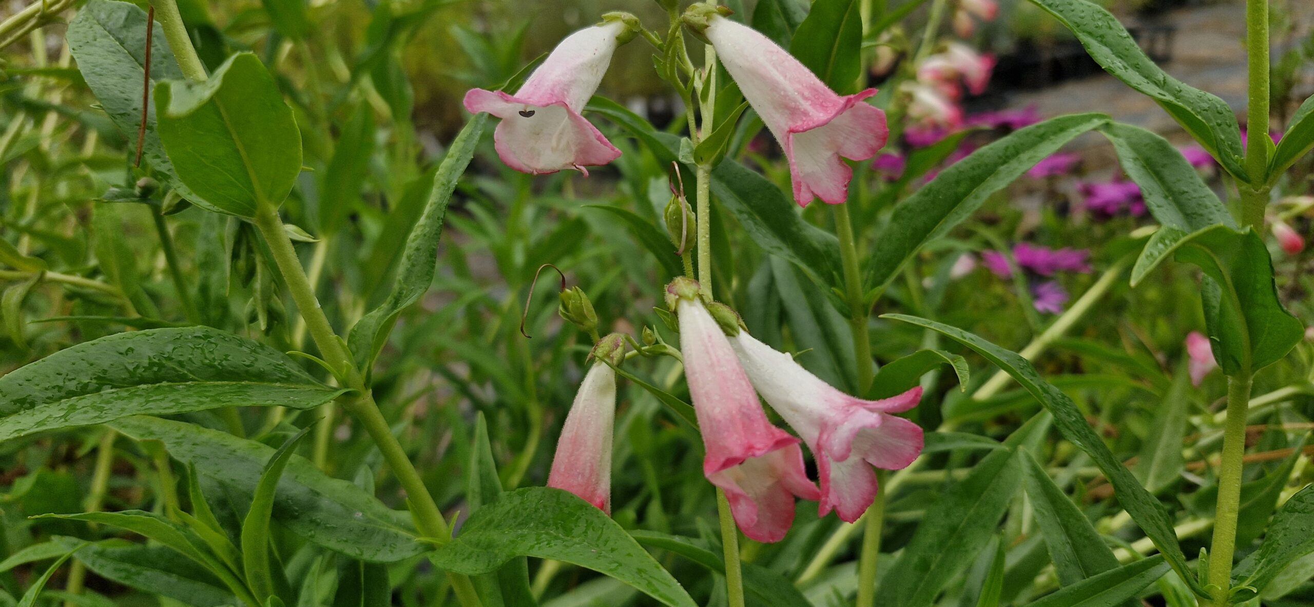 Penstemon Thorn
