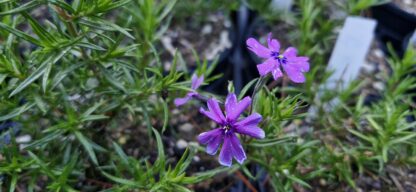Phlox Green Court Violet