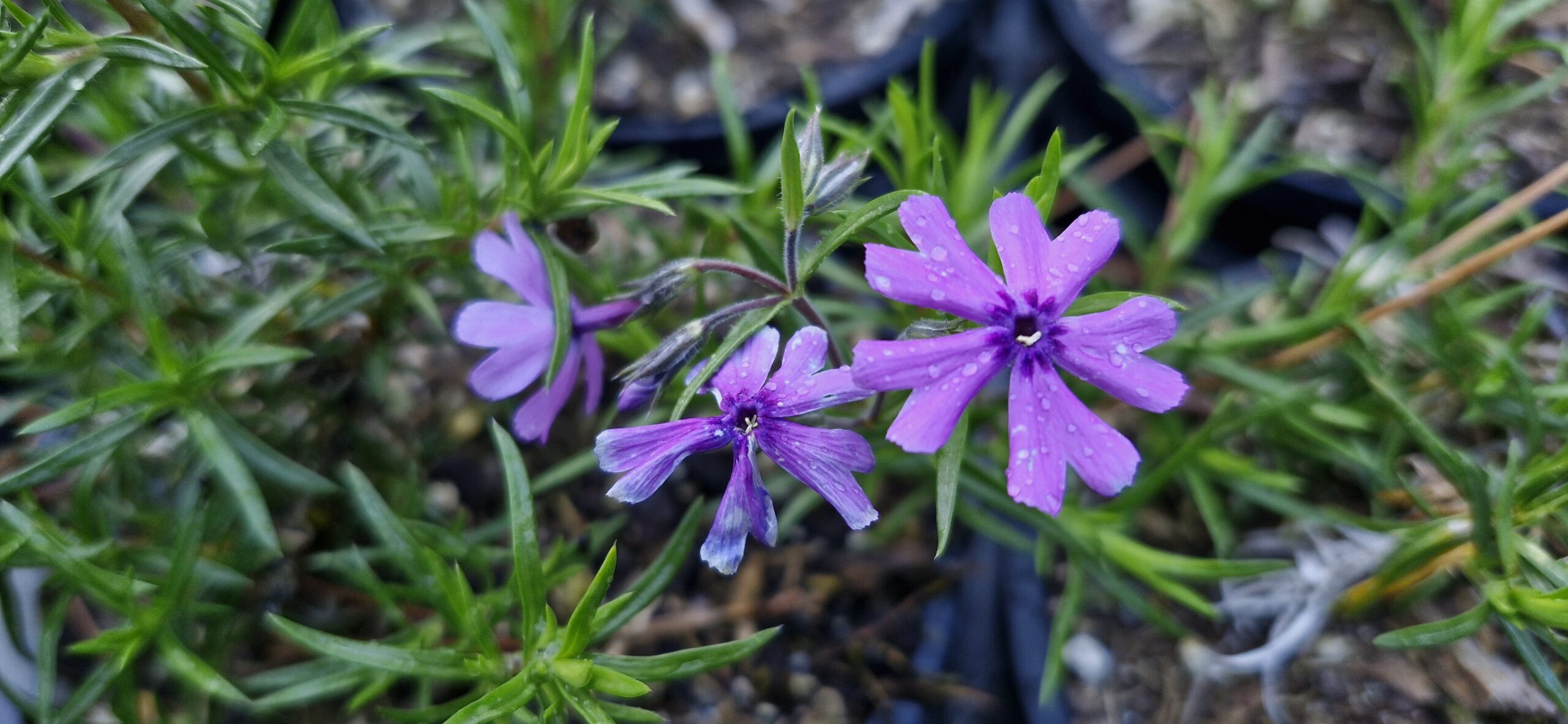Phlox Green Court Violet