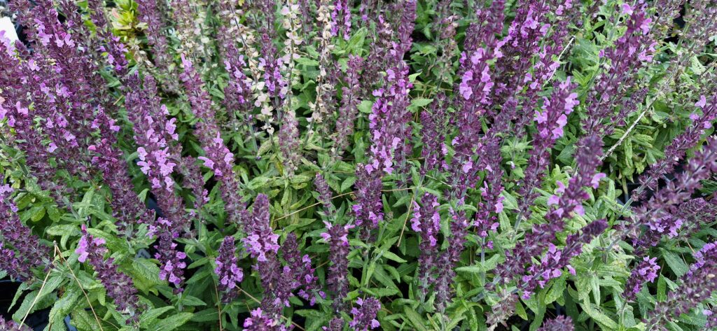 Salvia Merleau Rose