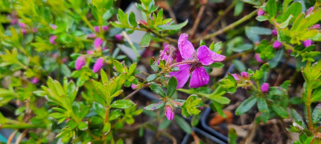 Tetratheca 'Bibelles'