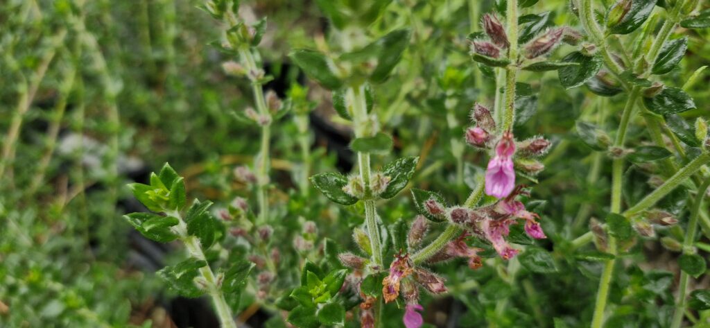 Teucrium Chamaedrys