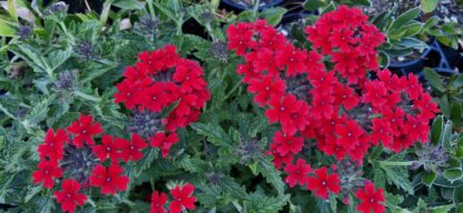 Verbena Red Hot 1