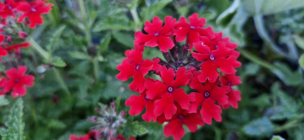 Verbena Red Hot