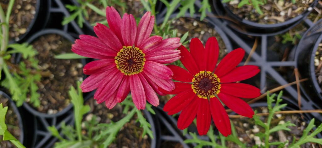 Argyranthemum Sunset Red