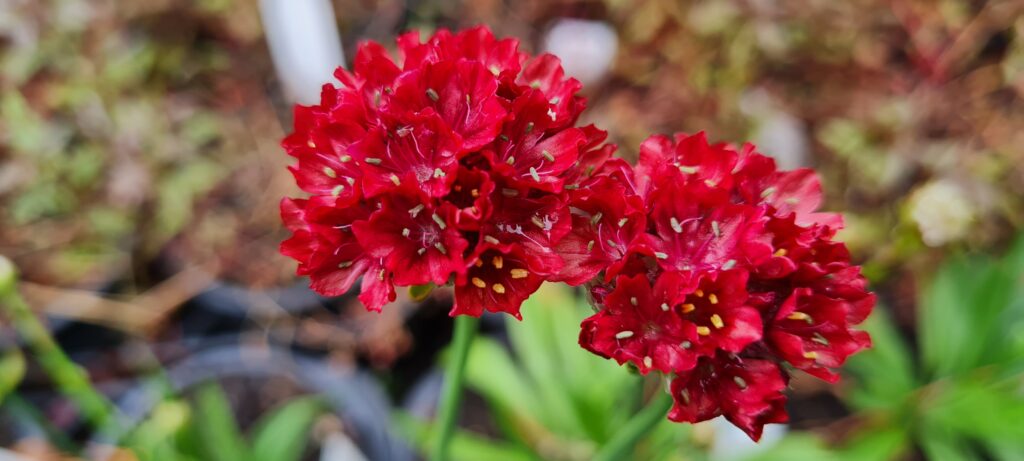 Armeria Red
