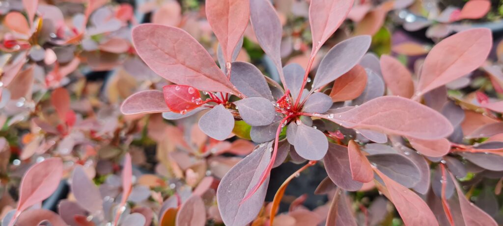 Berberis Rosy Glow