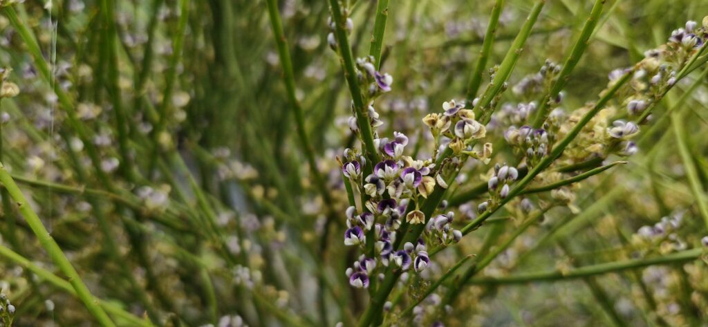 Carmichaelia Australis (2)