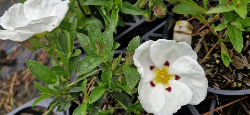 Cistus lusitanicus