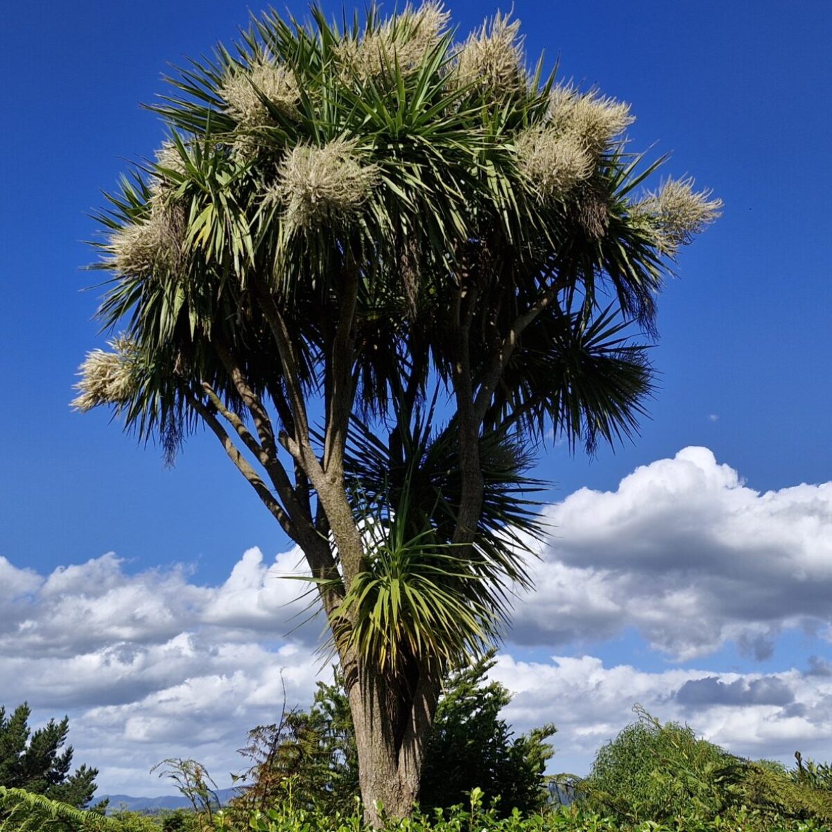 Cordyline Australis - Cabbage Tree | Maryflower