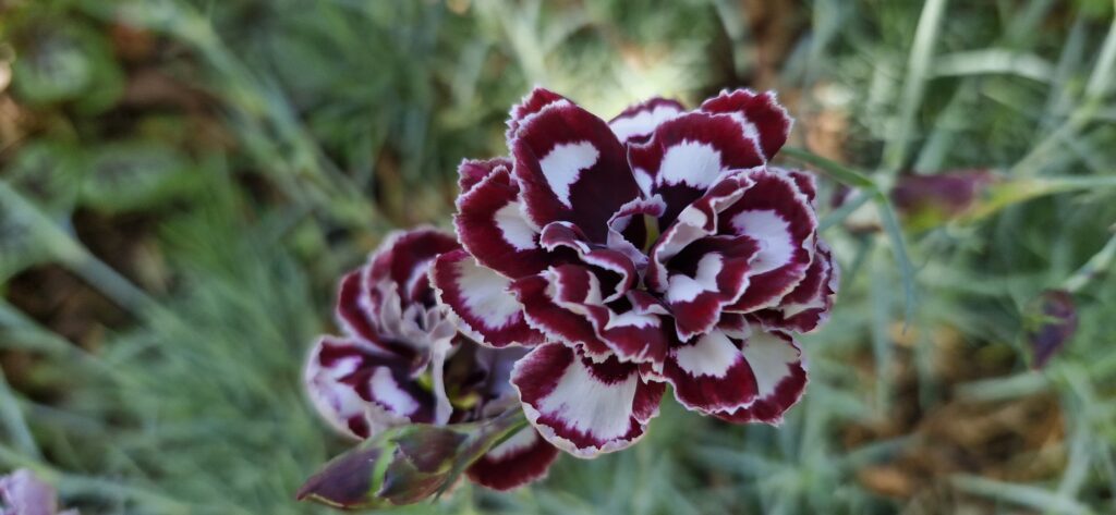 Dianthus Dads favorite