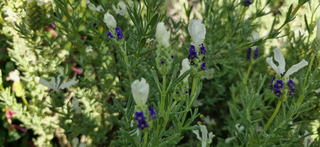Lavender Castilliano White 1