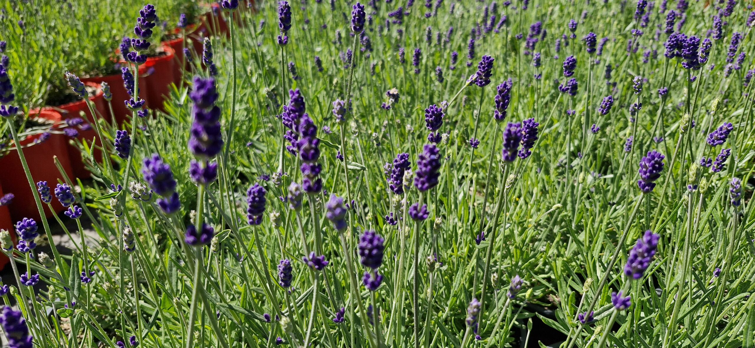 Lavender Hidcote