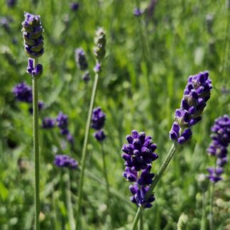 Lavender Hidcote