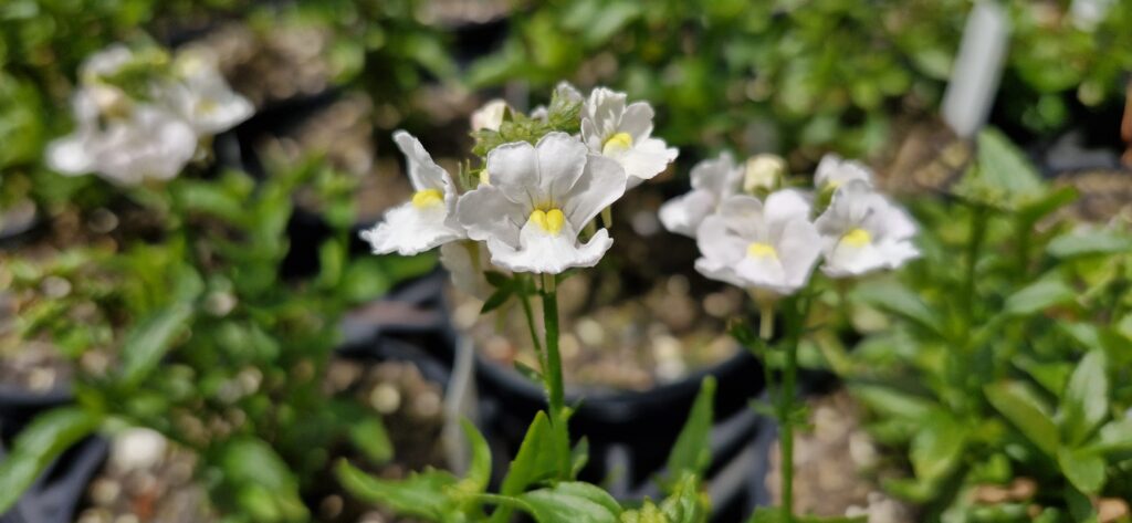 Nemesia Innocence