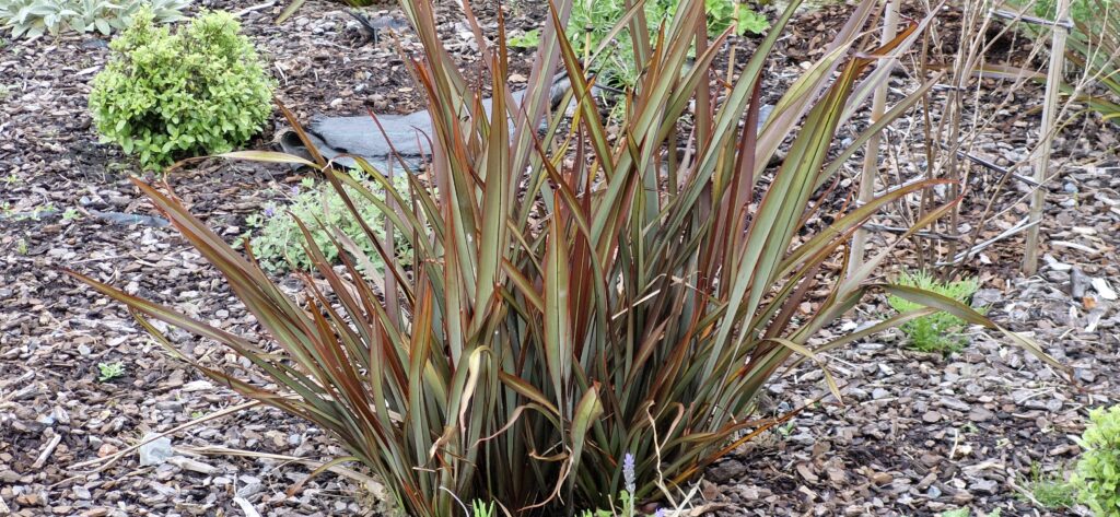 Phormium Surfer