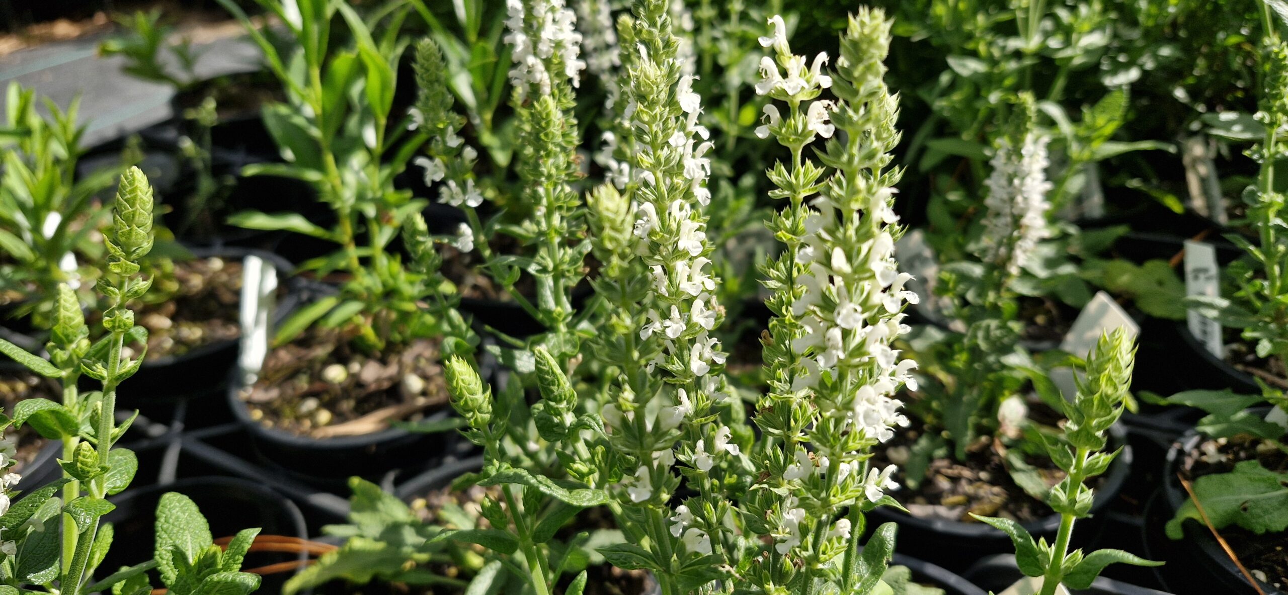 Salvia Merleau White