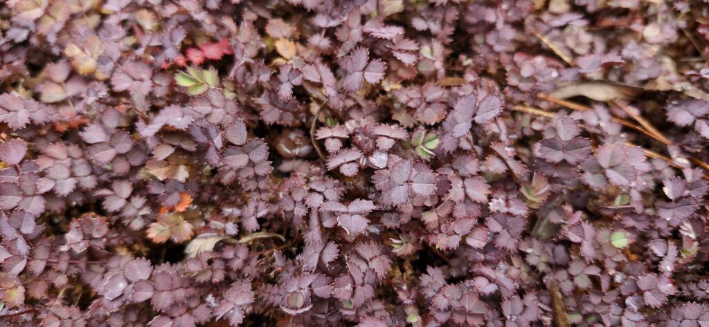 Acaena purpurea